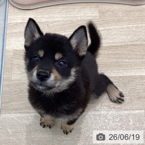 群馬県の柴犬(標準サイズ) (ペットプラス イオンモール太田店/2026年4月15日生まれ/男の子/黒)の子犬の3枚目の画像
