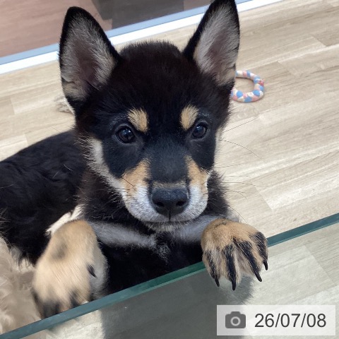 群馬県の柴犬(標準サイズ) (ペットプラス イオンモール太田店/2026年4月15日生まれ/男の子/黒)の子犬の3枚目の画像