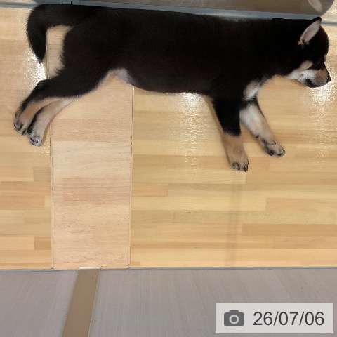 山形県の柴犬(標準サイズ) (ペットプラス 天童店/2026年4月15日生まれ/女の子/黒)の子犬の4枚目の画像