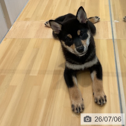 山形県の柴犬(標準サイズ) (ペットプラス 天童店/2026年4月15日生まれ/女の子/黒)の子犬の3枚目の画像
