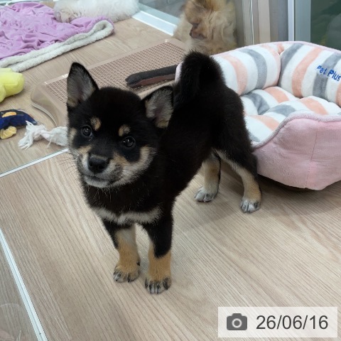 柴の写真