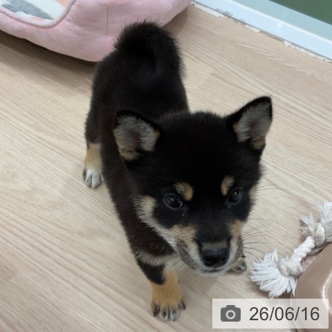 柴の写真