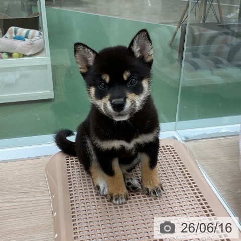 柴の写真