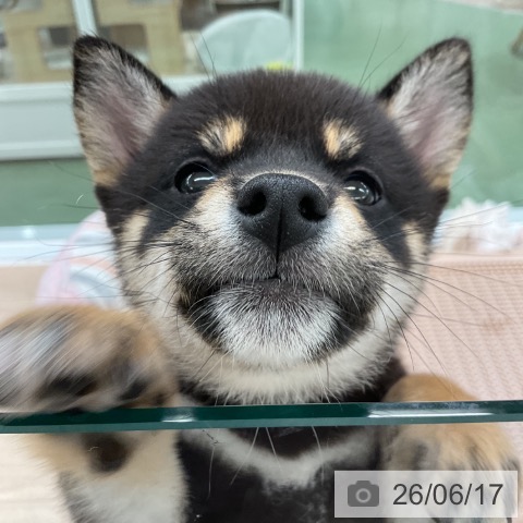 埼玉県の柴犬(標準サイズ) (ペットプラス 上尾店/2026年4月15日生まれ/女の子/黒)の子犬の3枚目の画像