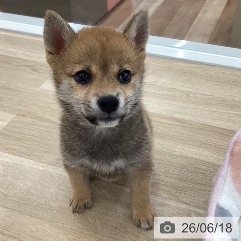 山梨県の柴犬(標準サイズ) (ペットプラス 甲府国母店/2026年4月15日生まれ/女の子/赤)の子犬の3枚目の画像