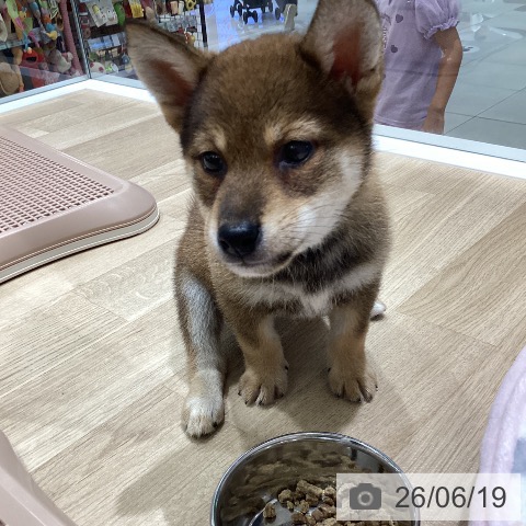 柴の写真