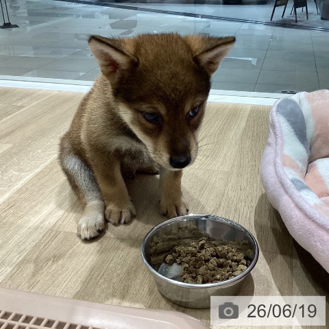 柴の写真
