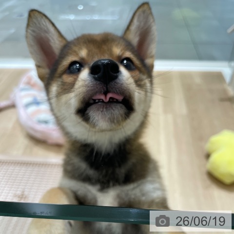 柴の写真