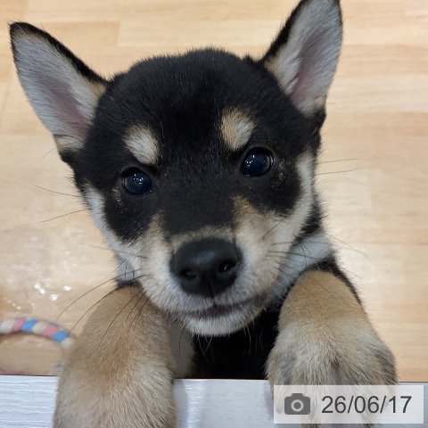 埼玉県の柴犬(標準サイズ) (ペットプラス 与野店/2026年4月15日生まれ/女の子/黒)の子犬の4枚目の画像