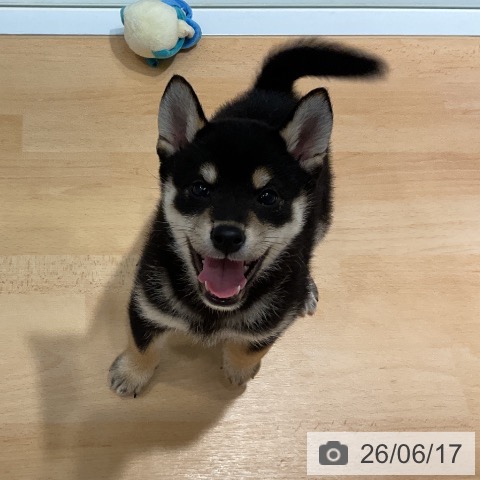 埼玉県の柴犬(標準サイズ) (ペットプラス 与野店/2026年4月15日生まれ/女の子/黒)の子犬の3枚目の画像