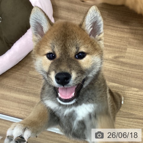 茨城県の柴犬(標準サイズ) (ペッツワン つくば店/2026年4月14日生まれ/男の子/赤)の子犬の4枚目の画像