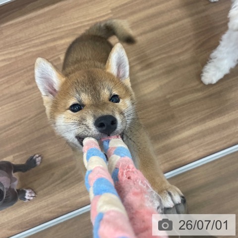 茨城県の柴犬(標準サイズ) (ペッツワン つくば店/2026年4月14日生まれ/男の子/赤)の子犬の4枚目の画像