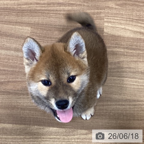 茨城県の柴犬(標準サイズ) (ペッツワン つくば店/2026年4月14日生まれ/男の子/赤)の子犬の3枚目の画像