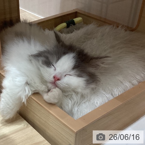 埼玉県のマンチカン (ペットプラス ららぽーと富士見店/2026年4月15日生まれ/男の子/ブルータビーホワイト)の子猫の4枚目の画像
