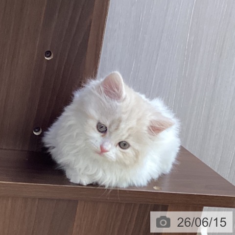 スコティッシュフォールドの写真