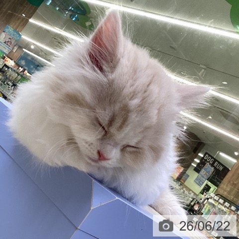 山梨県のスコティッシュフォールド (ペットプラス 甲府昭和店/2026年4月14日生まれ/男の子/クリームタビーホワイト)の子猫の4枚目の画像