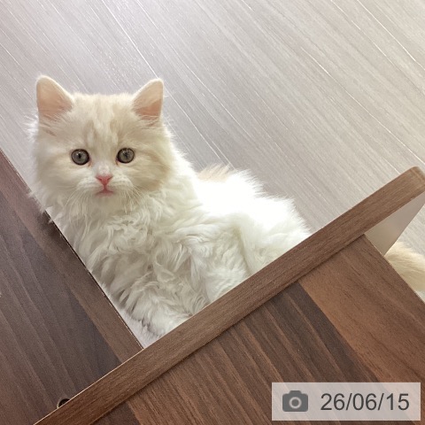 スコティッシュフォールドの写真
