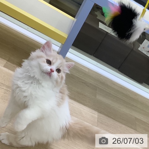 山梨県のスコティッシュフォールド (ペットプラス 甲府昭和店/2026年4月14日生まれ/男の子/クリームタビーホワイト)の子猫の3枚目の画像