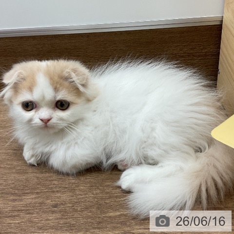 スコティッシュフォールドの写真