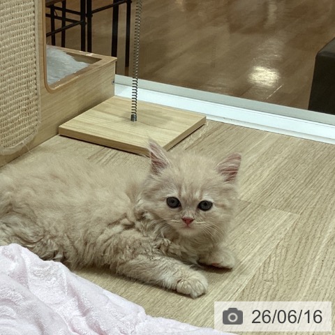 埼玉県のスコティッシュフォールド (ペットプラス ピオニウォーク東松山店/2026年4月14日生まれ/女の子/クリームタビー)の子猫の4枚目の画像