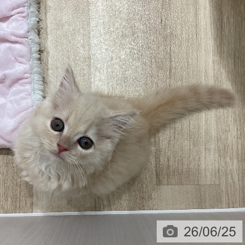 埼玉県のスコティッシュフォールド (ペットプラス ピオニウォーク東松山店/2026年4月14日生まれ/女の子/クリームタビー)の子猫の4枚目の画像