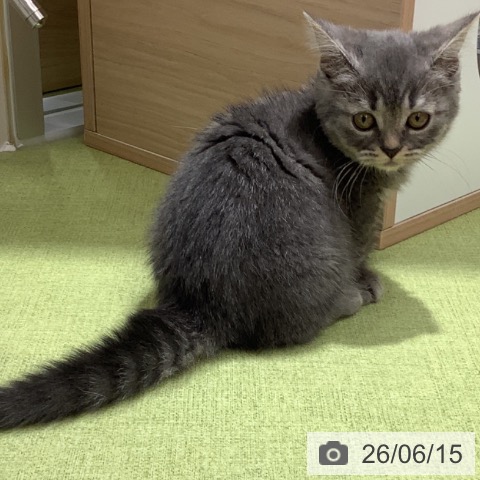 マンチカンの写真
