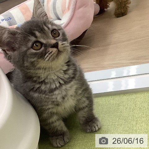 マンチカンの写真