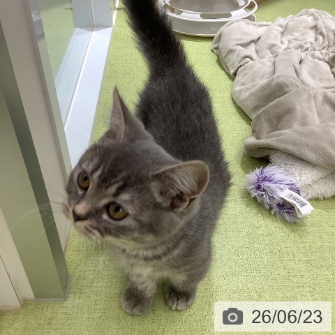 埼玉県のマンチカン (ペットプラス 川口店/2026年4月4日生まれ/女の子/ブルータビー)の子猫の3枚目の画像