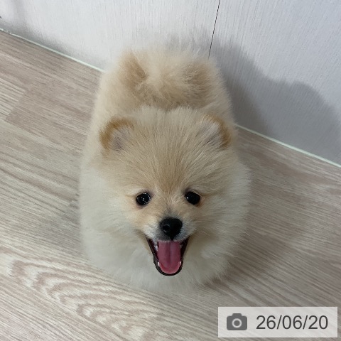 千葉県のポメラニアン (ペットプラス 柏店/2026年4月15日生まれ/男の子/クリーム)の子犬の4枚目の画像