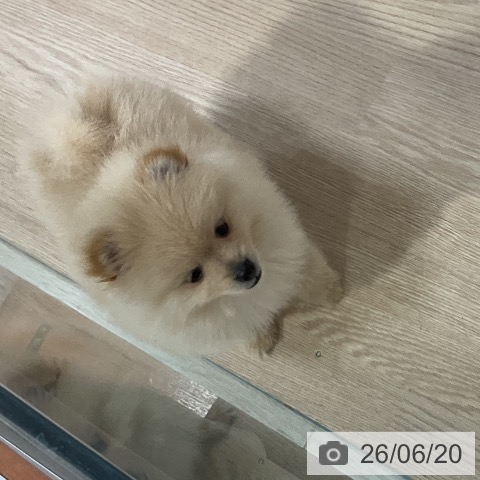 千葉県のポメラニアン (ペットプラス 柏店/2026年4月15日生まれ/男の子/クリーム)の子犬の3枚目の画像