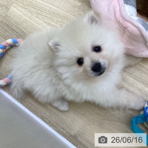 ポメラニアンの写真