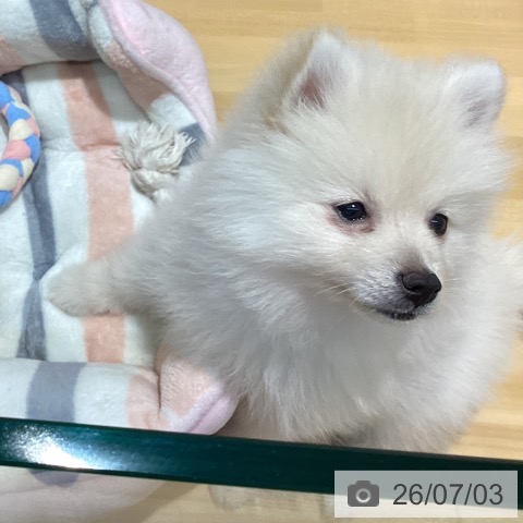 ポメラニアンの写真