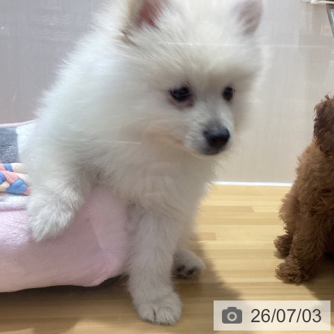 ポメラニアンの写真