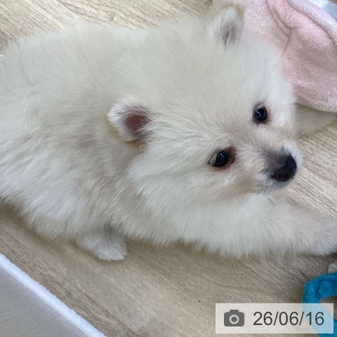 ポメラニアンの写真
