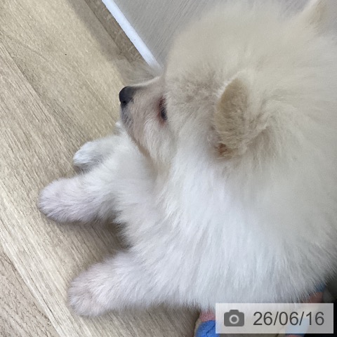 ポメラニアンの写真