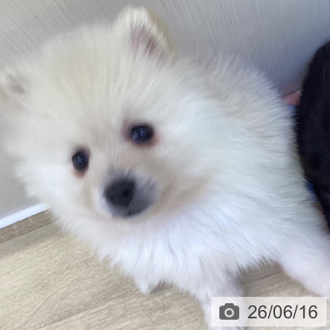 ポメラニアンの写真
