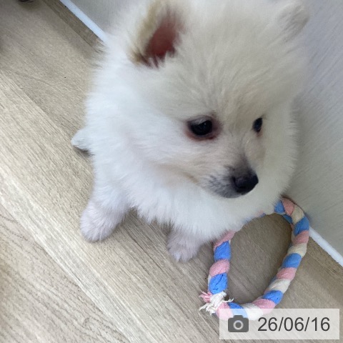 ポメラニアンの写真
