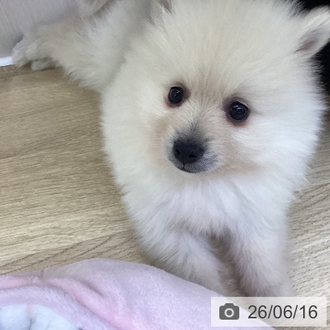 ポメラニアンの写真