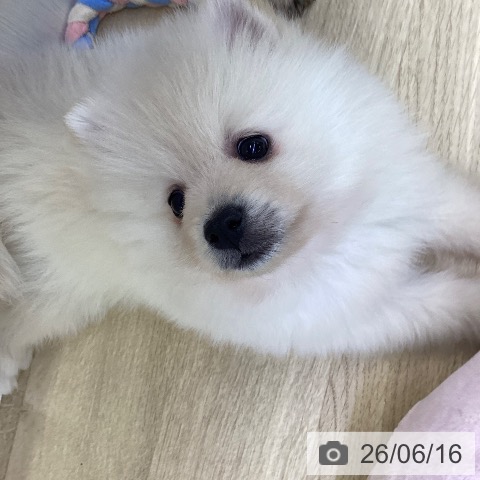 ポメラニアンの写真