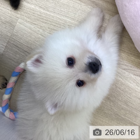ポメラニアンの写真