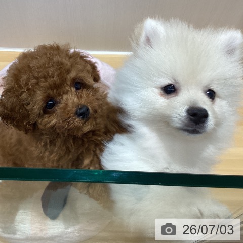 山梨県のポメラニアン (ペットプラス 甲府昭和店/2026年4月15日生まれ/男の子/クリーム)の子犬の3枚目の画像