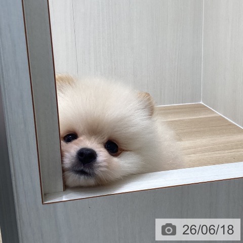 宮城県のポメラニアン (ペットプラス 仙台上杉店/2026年4月15日生まれ/男の子/クリーム)の子犬の4枚目の画像