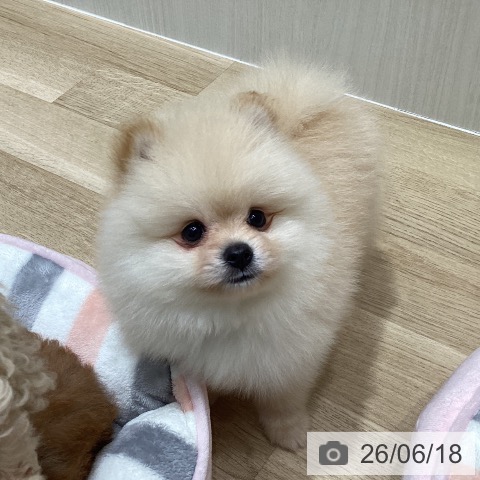 宮城県のポメラニアン (ペットプラス 仙台上杉店/2026年4月15日生まれ/男の子/クリーム)の子犬の3枚目の画像
