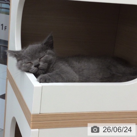 埼玉県のブリティッシュショートヘアー (ペットプラス 浦和美園店/2026年4月15日生まれ/女の子/ブルー)の子猫の3枚目の画像