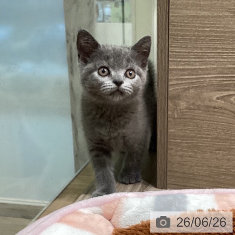 神奈川県のブリティッシュショートヘアー (ペットプラス ゆめが丘ソラトス店/2026年4月15日生まれ/女の子/ブルー)の子猫の4枚目の画像