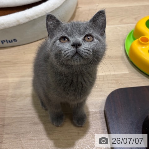 神奈川県のブリティッシュショートヘアー (ペットプラス ゆめが丘ソラトス店/2026年4月15日生まれ/女の子/ブルー)の子猫の4枚目の画像