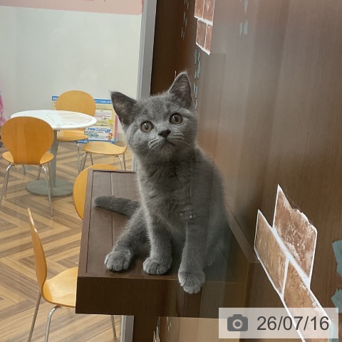 神奈川県のブリティッシュショートヘアー (ペットプラス アミーゴ藤沢店/2026年4月15日生まれ/女の子/ブルー)の子猫の4枚目の画像