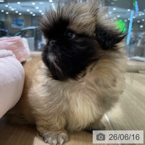長野県のペキニーズ (ペットプラス 須坂店/2026年4月15日生まれ/男の子/フォーン)の子犬の4枚目の画像