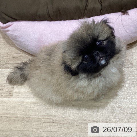 長野県のペキニーズ (ペットプラス 須坂店/2026年4月15日生まれ/男の子/フォーン)の子犬の4枚目の画像