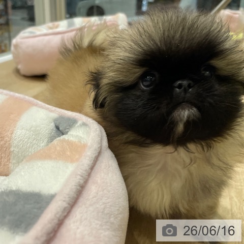 長野県のペキニーズ (ペットプラス 須坂店/2026年4月15日生まれ/男の子/フォーン)の子犬の3枚目の画像